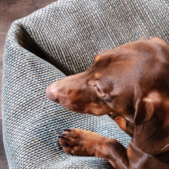 Lit de luxe pour chien DOG BASKET turquoise taille M Roolf